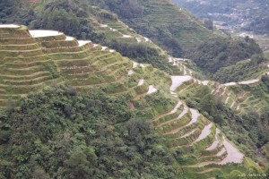 Reisterrassen oberhalb von Banaue