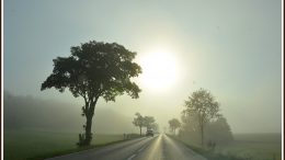 Nebel auf der Strasse